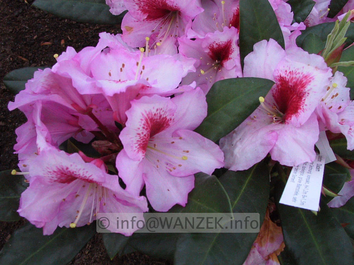 Rhododendron Diadem 03.JPG